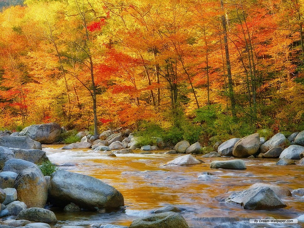 orange leaf trees beside a river with rocks at daytime HD wallpaper