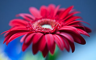 macro photography of red Aster