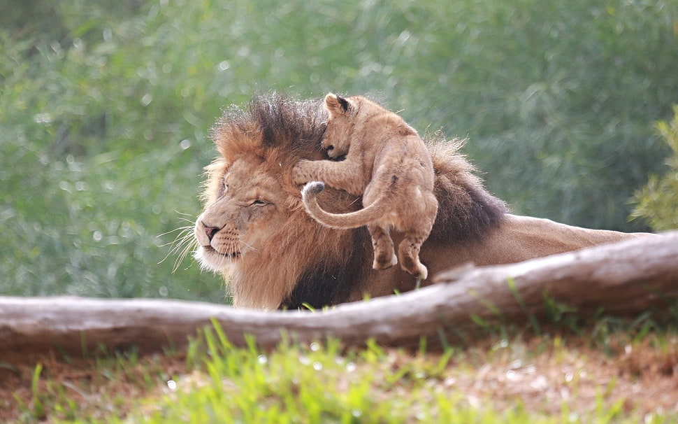 brown lion, lion, baby animals, animals HD wallpaper
