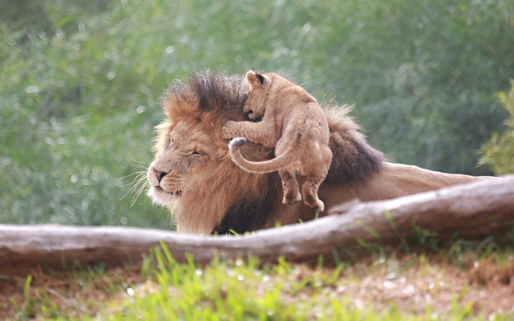brown lion, lion, baby animals, animals