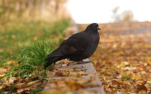 black bird surrounded with brown dried leaves during daytime
