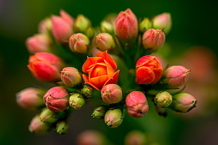 pink and red buds and flowers