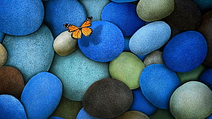 orange butterfly near stones illustration