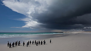 penguin lot, nature, animals, landscape, sand