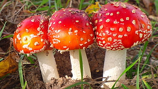 red mushrooms, mushroom, nature, Amanita muscaria, fly agaric HD wallpaper