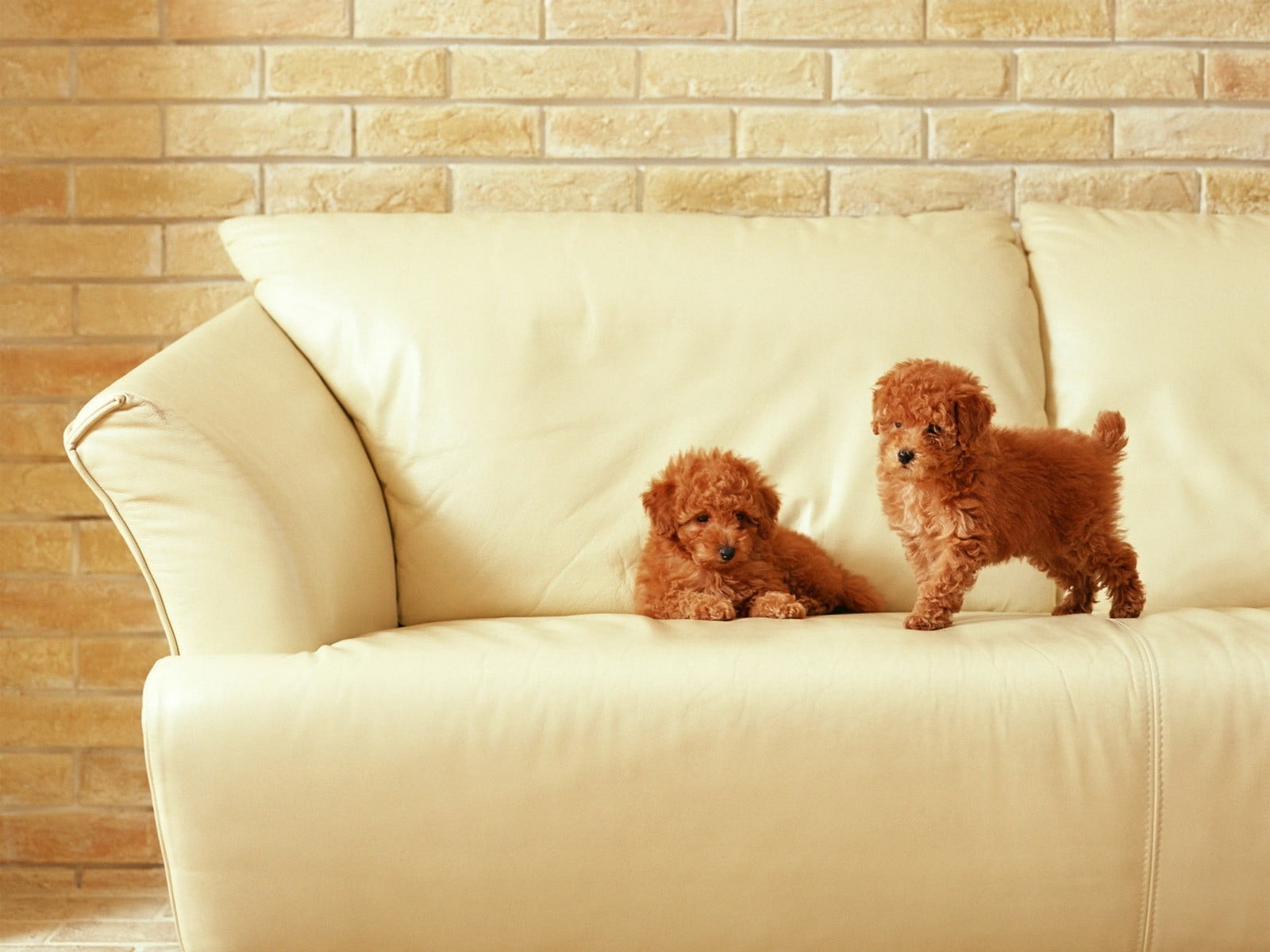 two brown short-coated puppies on white couch