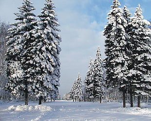 snow coated pine trees HD wallpaper