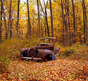 rustic car body in the middle of the forest at daytime