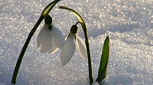 two white wilted flowers on snow covered surface