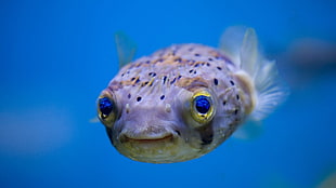 grey blobfish, fish, tropical fish, animals, blowfish HD wallpaper