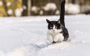 white and black cat running on white snow during day time