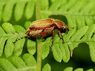 gray and brown beetle on green leaf plant focus photo