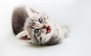 silver tabby kitten HD wallpaper
