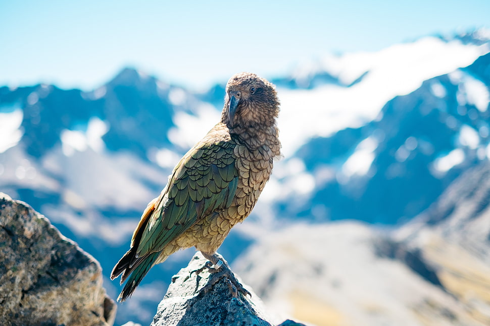 grey bird, Bird, Predator, Beak HD wallpaper