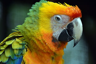 macaw parrot photography
