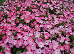 field of pink petaled flowers