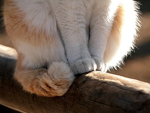 closeup photo of white and orange cat paws and tail