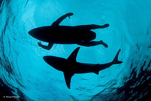 silhouette of shark beside man photo, nature, water, underwater, sea