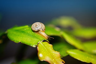 marco photography of brown snail on green leaf plant