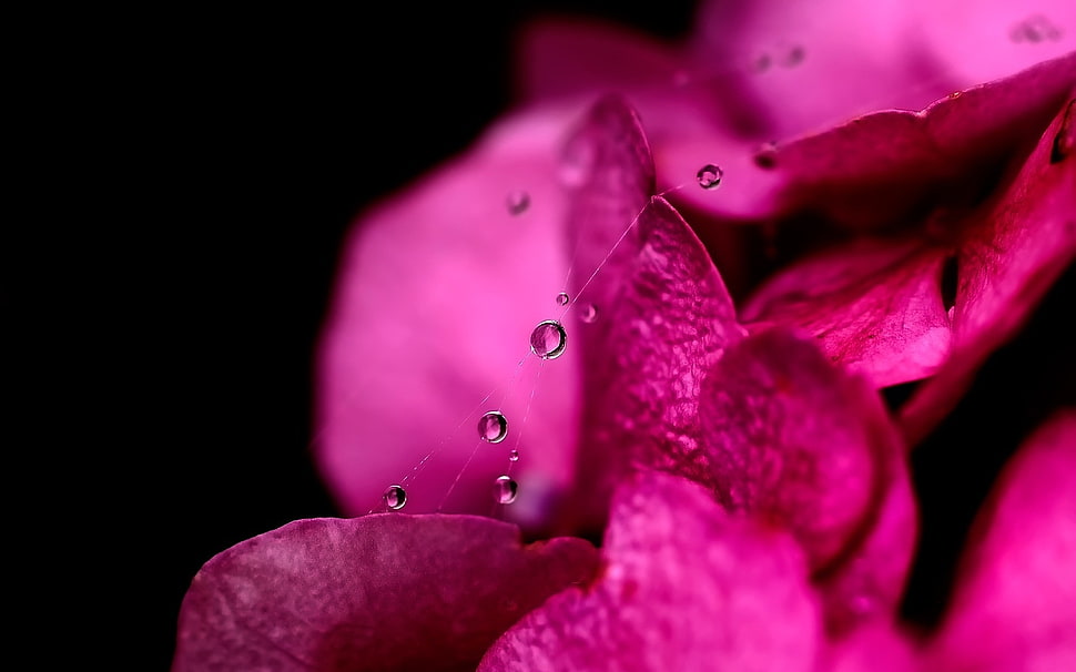 macro photo of pink Hydrangea flower with water droplets HD wallpaper