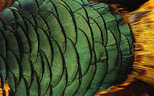 closeup photo of green decor