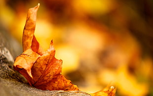 Leaf,  Maple,  Autumn,  Dry HD wallpaper