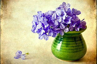 blue Geranium flower in green ceramic vase HD wallpaper