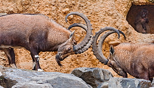 two brown mountain rams, animals, ibex