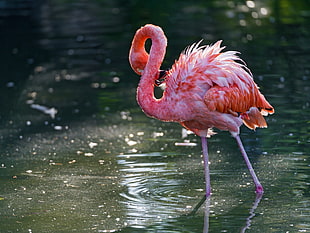 pink and white flamingo on body of water