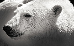 close-up photo of polar bear HD wallpaper