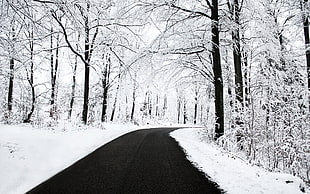 black road path during winter season