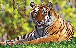 tiger on green grasses