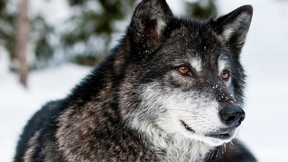 white and black wolf, animals, wolf HD wallpaper