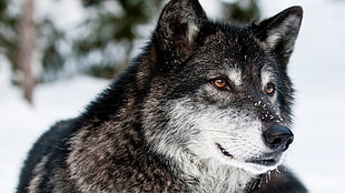 white and black wolf, animals, wolf