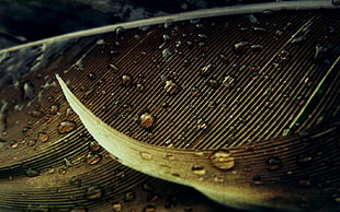 macro photo of water on black feather