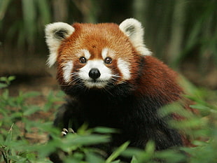 red panda, red panda, panda, nature, animals