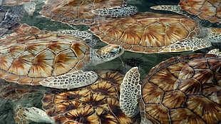 brown turtle print mat