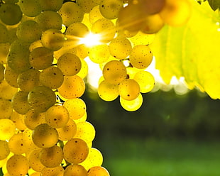 macro shot photography of grape fruit against sun ray