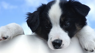 black and white puppy HD wallpaper