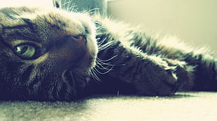 grey tabby cat, cat HD wallpaper