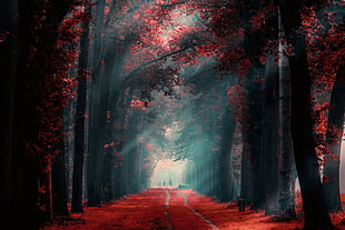 pathway between red leaf trees during daytime