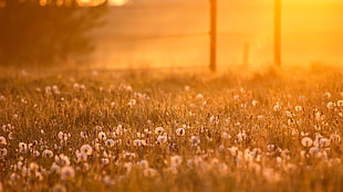 scenery of white flower fields during daytime HD wallpaper