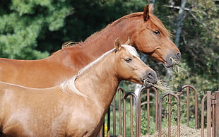 two brown horse eating grass