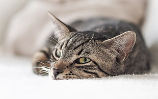 shallow focus photography silver tabby cat