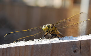 brown dragonfly closeup photography