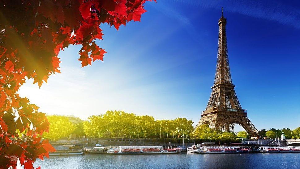 red maple tree near the Eiffel Tower HD wallpaper