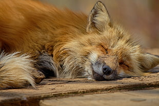 red fox, Fox, Lies, Muzzle