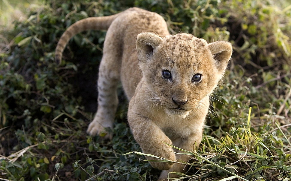 photography oof brown cub tiger HD wallpaper