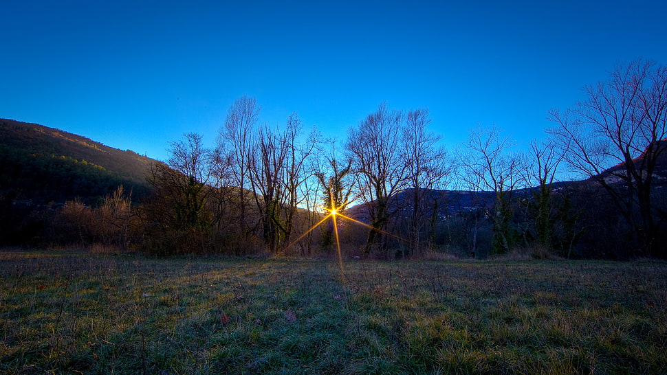 green grass, landscape, sunset, grass, trees HD wallpaper