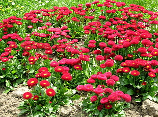 red Everlasting Daisy flower field during daytime HD wallpaper